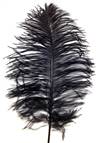 Ostrich Tail Feathers 14-17" Dyed Black - Per 1/2 lb