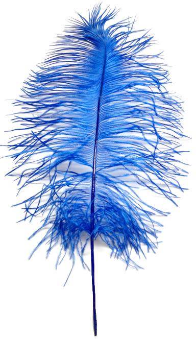 Ostrich Tail Feathers 14-17" Dyed Royal Blue - Per 1/2 lb