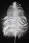 Ostrich Tail Feathers 14-17" Bleached White - Per 1/2 lb