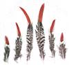 Lady Amherst Pheasant Orange Tips 4" & Up - Per 1/2 oz (About 100 pcs)