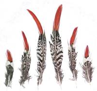 Lady Amherst Pheasant Orange Tips 4" & Up - Per 1/2 oz (About 100 pcs)