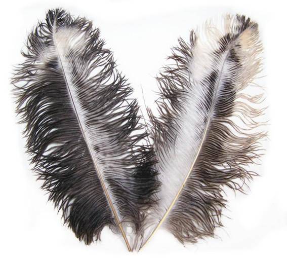 Chinchilla Ostrich Wing Feathers (Byocks) 20-24" - Per 1/4 lb