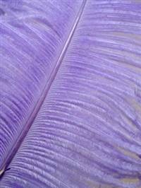 Ostrich Wing Plumes #1 - 18-24" Dyed Lavender - Per 1/4 lb
