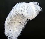 EXTRA LARGE, Ostrich Wing Plumes 25"-29", Bleached White (1/2 Pound)