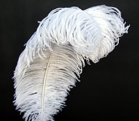 EXTRA LARGE, Ostrich Wing Plumes 25"-29", Bleached White (1/2 Pound)