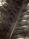 Ostrich Wing Plumes #2 - 25-29" Dyed Black - Per 1/4 lb