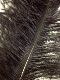 Ostrich Wing Plumes #2 - 25-29" Dyed Black - Per 1/4 lb