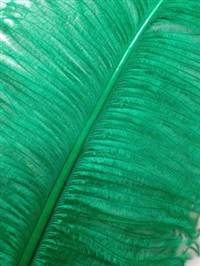 Ostrich Wing Plumes #2 - 25-29" Dyed Green  - Per 1/4 lb