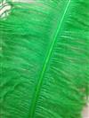 Ostrich Wing Plumes #2 - 25-29" Dyed Light Green  - Per 1/4 lb