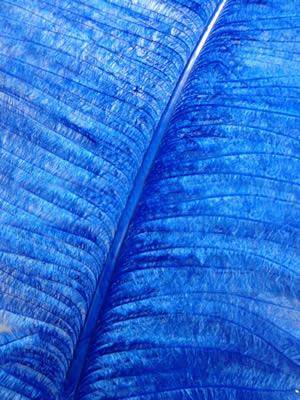 Ostrich Wing Plumes #2 - 25-29" Dyed Royal Blue  - Per 1/4 lb
