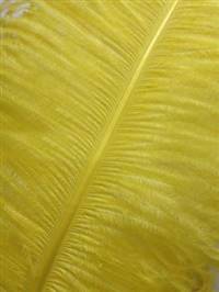 Ostrich Wing Plumes #2 - 25-29" Dyed Yellow - Per 1/4 lb