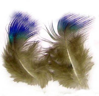 Washed Blue Peacock Body Plumage - Per Pound