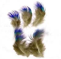 Washed Blue Peacock Body Plumage - Per oz