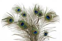 Natural Peacock Feathers Cat Toy, 30"-40" (Pack of 10) - CATS LOVE THESE! FREE SHIPPING
