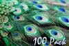 Eyed Peacock Sticks 30-35" Natural - Per 100