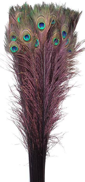 Eyed Peacock Sticks 30-35" Dyed Black - Per 100