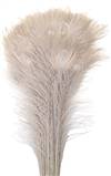Eyed Peacock Sticks 30-35" Bleached - Per 100