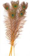 Eyed Peacock Sticks 30-35" Dyed Gold - Per 100