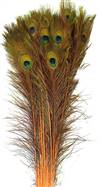 Eyed Peacock Sticks 30-35" Dyed Orange - Per 100