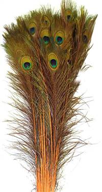 Eyed Peacock Sticks 30-35" Dyed Orange - Per 100