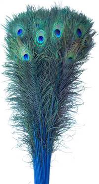 Eyed Peacock Sticks 30-35" Dyed Turquoise - Per 100