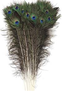 Eyed Peacock Sticks 35-40" Natural - Per 100