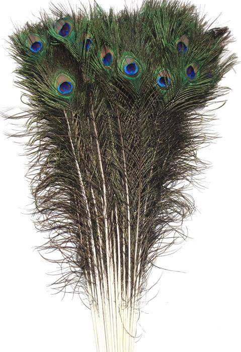 Eyed Peacock Sticks 35-40" Natural - Per 100