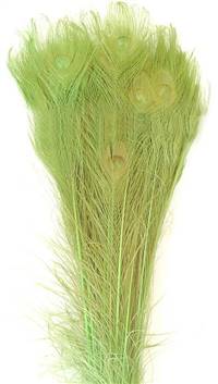 Eyed Peacock Sticks 35-40" Dyed Lime over Bleached - Per 100