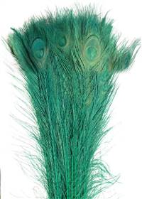 Eyed Peacock Sticks 35-40" Dyed Sea Green over Bleached - Per 100