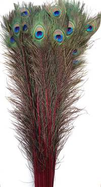 Eyed Peacock Sticks 35-40" Dyed Burgundy - Per 100