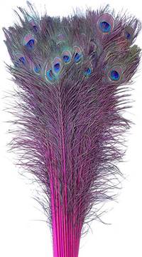 100 Pieces 30-35 Purple Bleached Peacock Tail Feathers