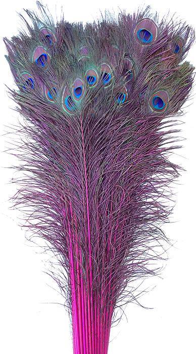 Eyed Peacock Sticks 30-35" Dyed Magenta - Per 100