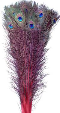 Eyed Peacock Sticks 35-40" Dyed Red - Per 100