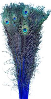 Eyed Peacock Sticks 35-40" Dyed Royal Blue - Per 100