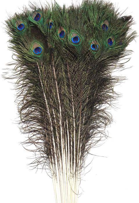 Eyed Peacock Sticks 45-50" Natural - Per 100