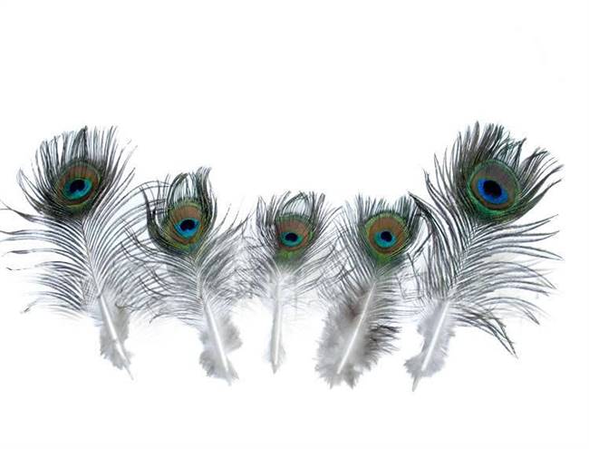 Small Peacock Eyes 5-10" Per 100