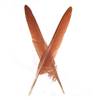 Peacock Wing Primaries (Pointers) - Per Pair