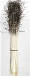 Peacock Sticks 16" and Up (No Eyes) - Per 100