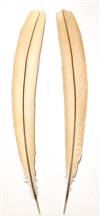 Peacock Tail Support Feathers 18-24" Bleached Tan - Each