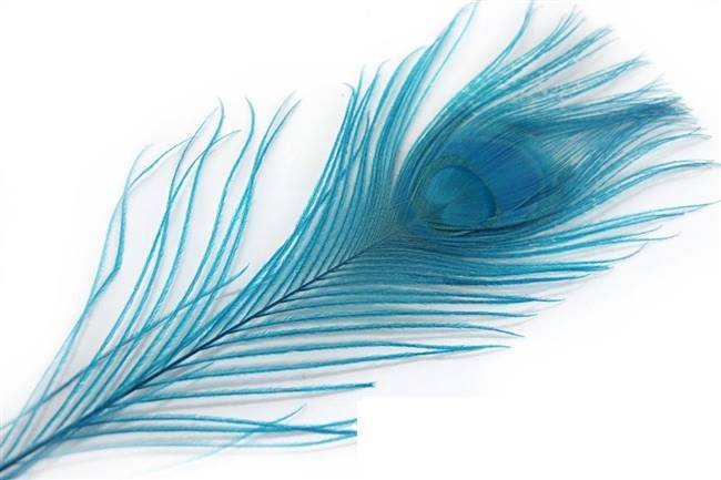 Cut Peacock Eyes 10-12" Dyed Turquoise - Per 100