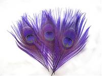 Cut Peacock Eyes 10-12" Dyed Purple - Per 100