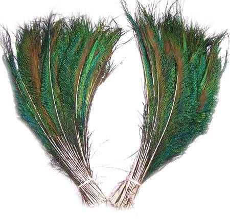 Peacock Swords Cut 12-14"  - Per 100 Feathers