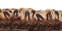 Ringneck Pheasant Hen Almonds, Strung 2-3" - Per 1/2 lb