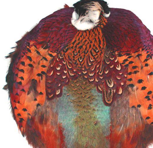 Ringneck Pheasant Pelt #1 Quality