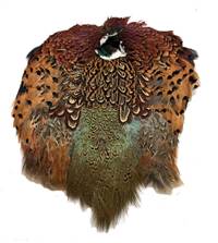 Ringneck Pheasant Pelt #2 Quality - Each