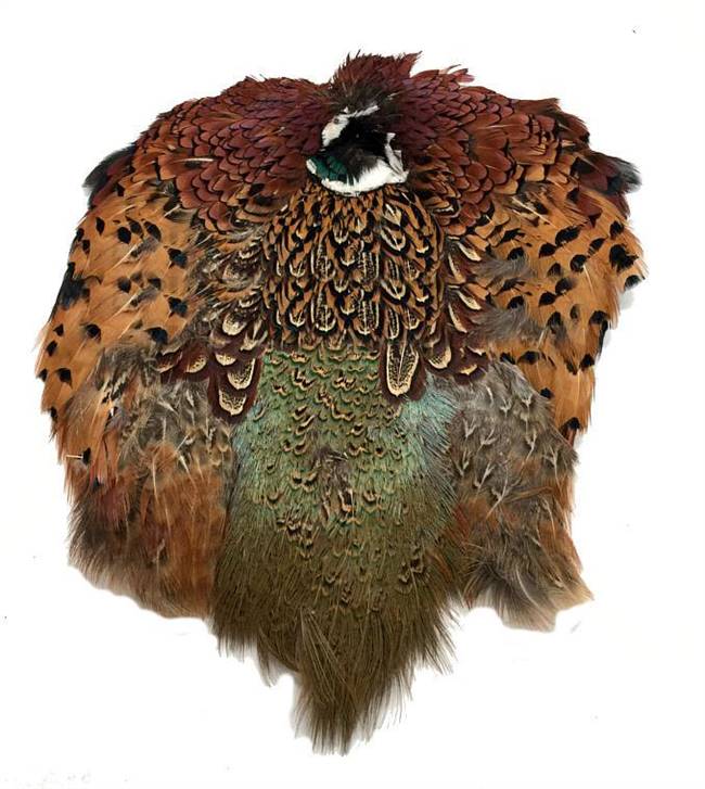 Ringneck Pheasant Pelt #2 Quality - Each