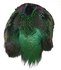 Ringneck Pheasant Pelt #1 Dyed Green