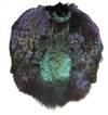 Ringneck Pheasant Pelt #1 Dyed Black