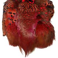 Ringneck Pheasant Pelt #1 Dyed Fuchsia