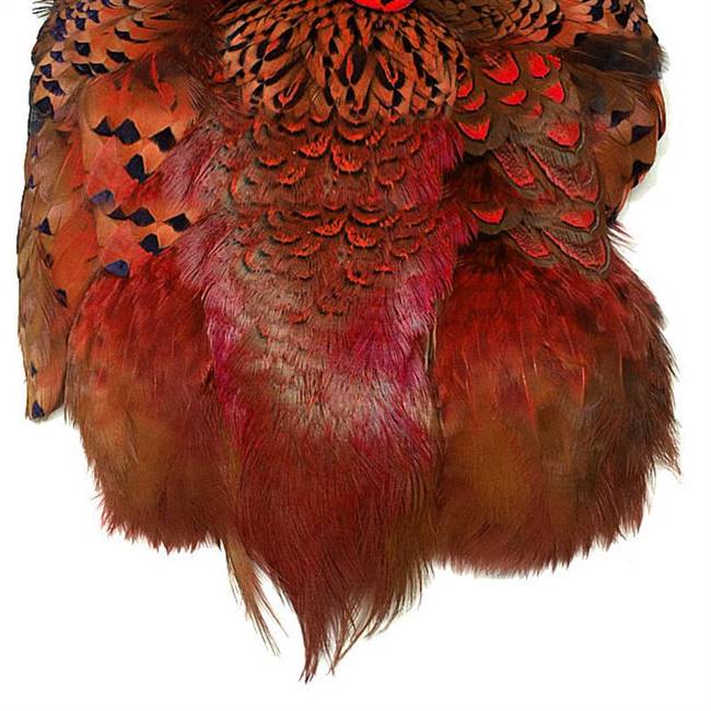 Ringneck Pheasant Pelt #1 Dyed Red